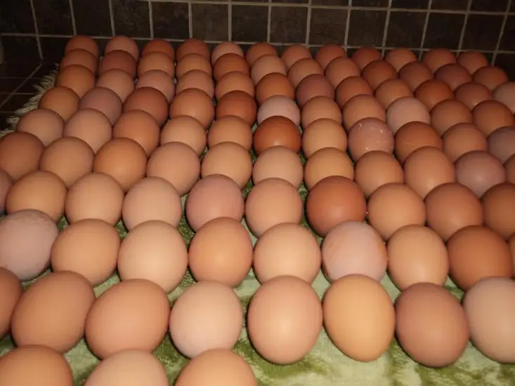 Fresh Farm eggs