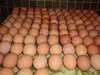 /product-detail/fresh-farm-eggs-50035333807.html