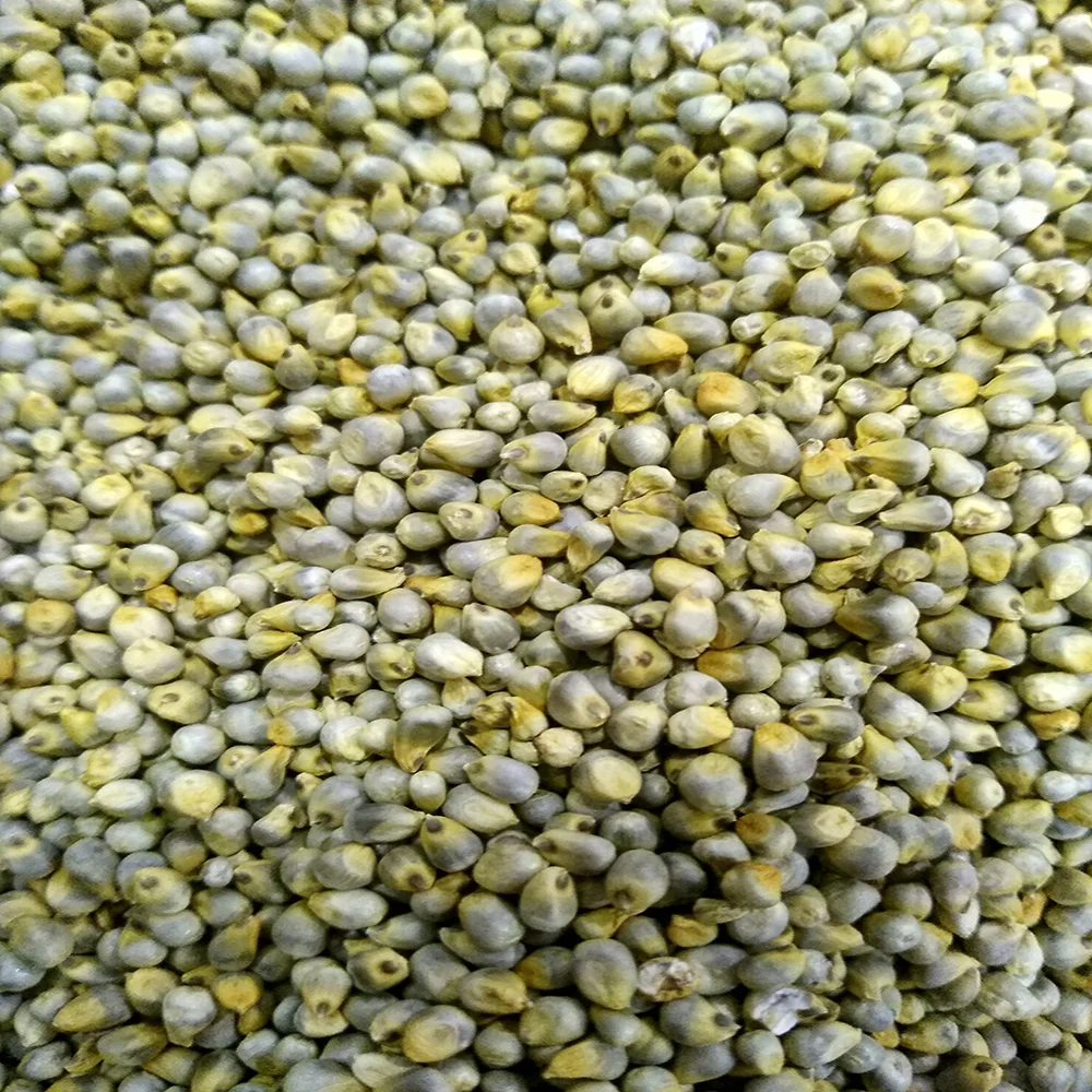 indian green millet/pearl millet crop 2018