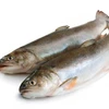 Good quality frozen russian pink salmon