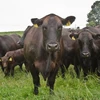 /product-detail/australia-aberdeen-angus-fattening-beef-live-dairy-cows-pregnant-holstein-heifers-full-blood-boer-goats-young-cattle-62005943169.html