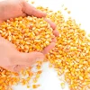 Yellow Corn / Maize & White Corn / Maize for Human & Animal Feed