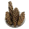 Indian Botanical Item Strobus/Long Pine Dry Plant Material For Potpourri & Decoration