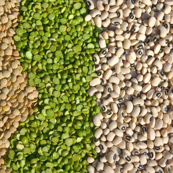 mung beans organic images