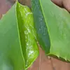 ALOE VERA IN SYRUP/WATER