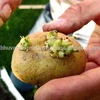 /product-detail/lady-rosetta-potato-seed-seed-potatoes--50035226300.html