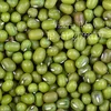Green Moong Bean/ Mung Bean high quality/ (Ms) VICTORIA +84 28 35119589