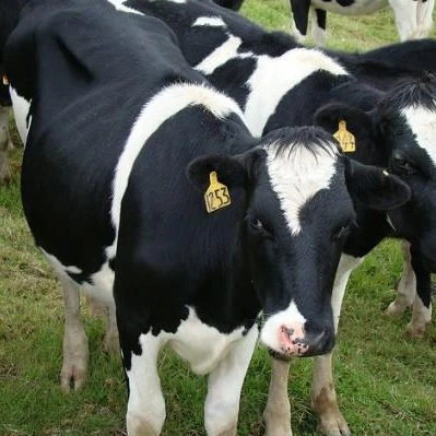 Embarazada saludable Holstein novillas/vaca embarazada saludable Holstein novillas ganado para venta