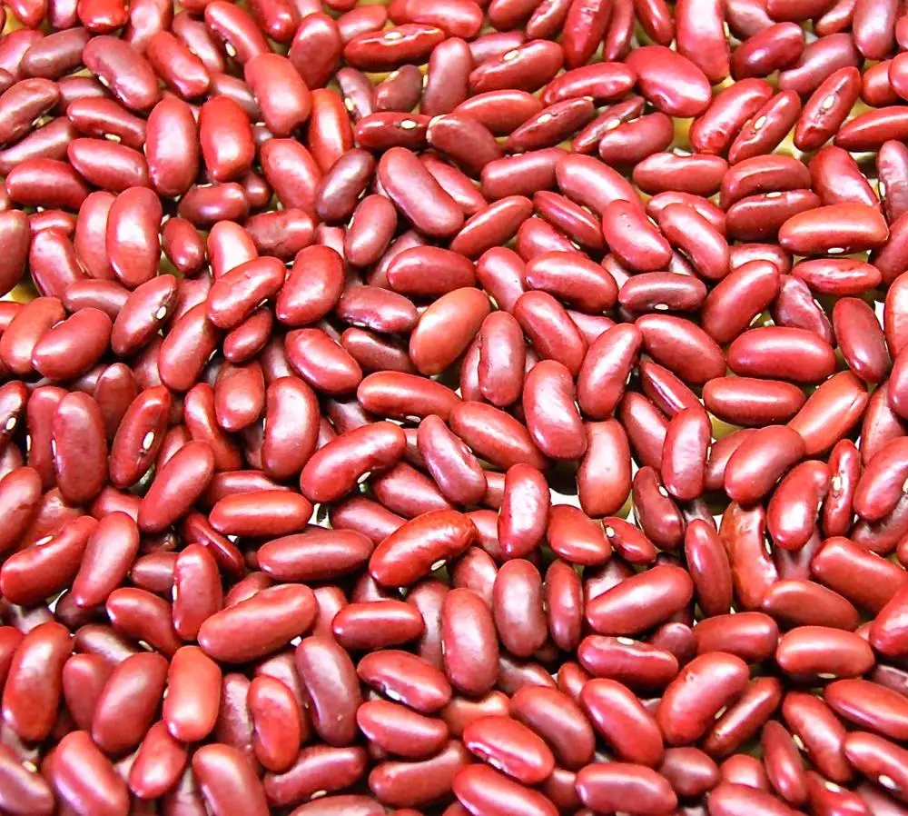 WHITE KIDNEY BEANS AND RED KIDNEY BEANS