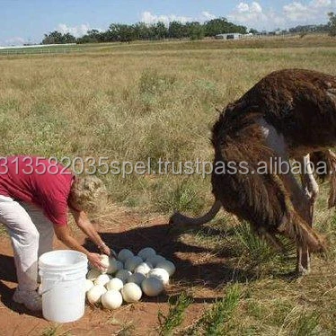 ostrich eggs
