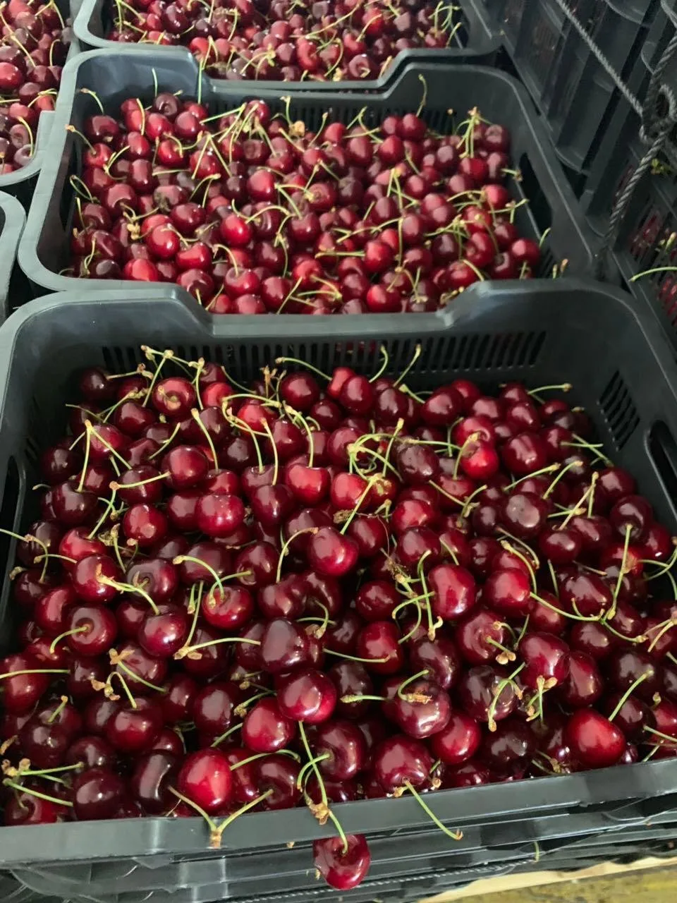 fresh cherries greek cherries for export sweet cherry