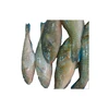 Best Quality Whole Frozen Seafood Delicious Parrot Fish in Bulk