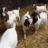 High supply Full Blood Boer Goats/Livestock Full Blood Boer Goats For Sales