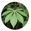 /product-detail/cassava-leaves-frozen-ground-cassava-leaves-62011621534.html
