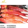 Red Grouper Scissor Tail Fresh and Frozen Seafood Indonesia