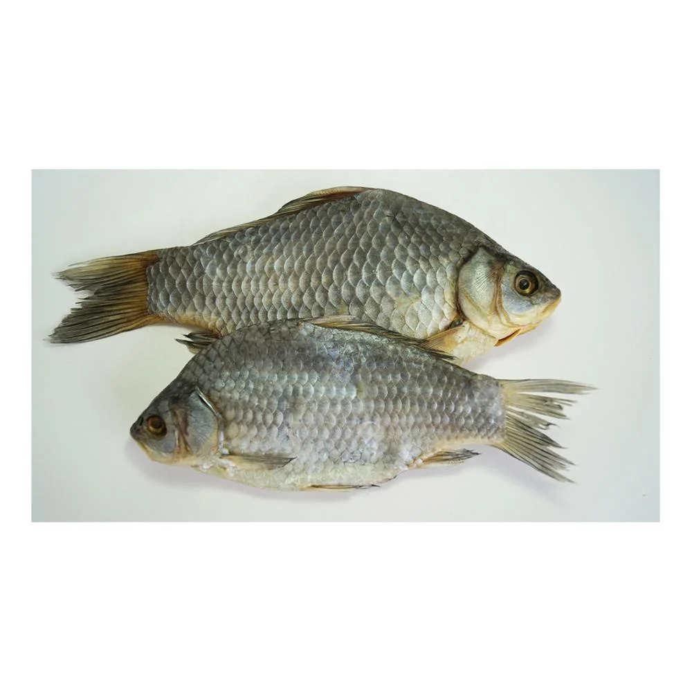 crucian carp dried (carassius)