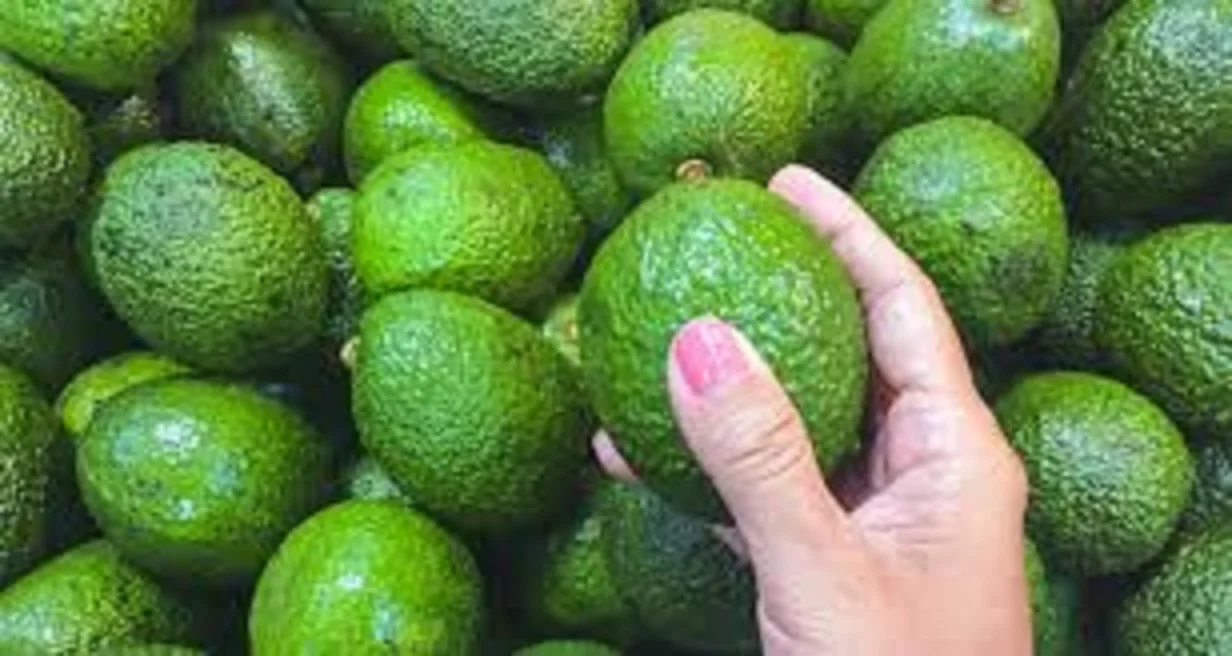 Fresh Avocado