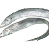Best Sale Whole Fresh Frozen Ribbon Fish/Seafoods And Frozen Food Ribbon Fish