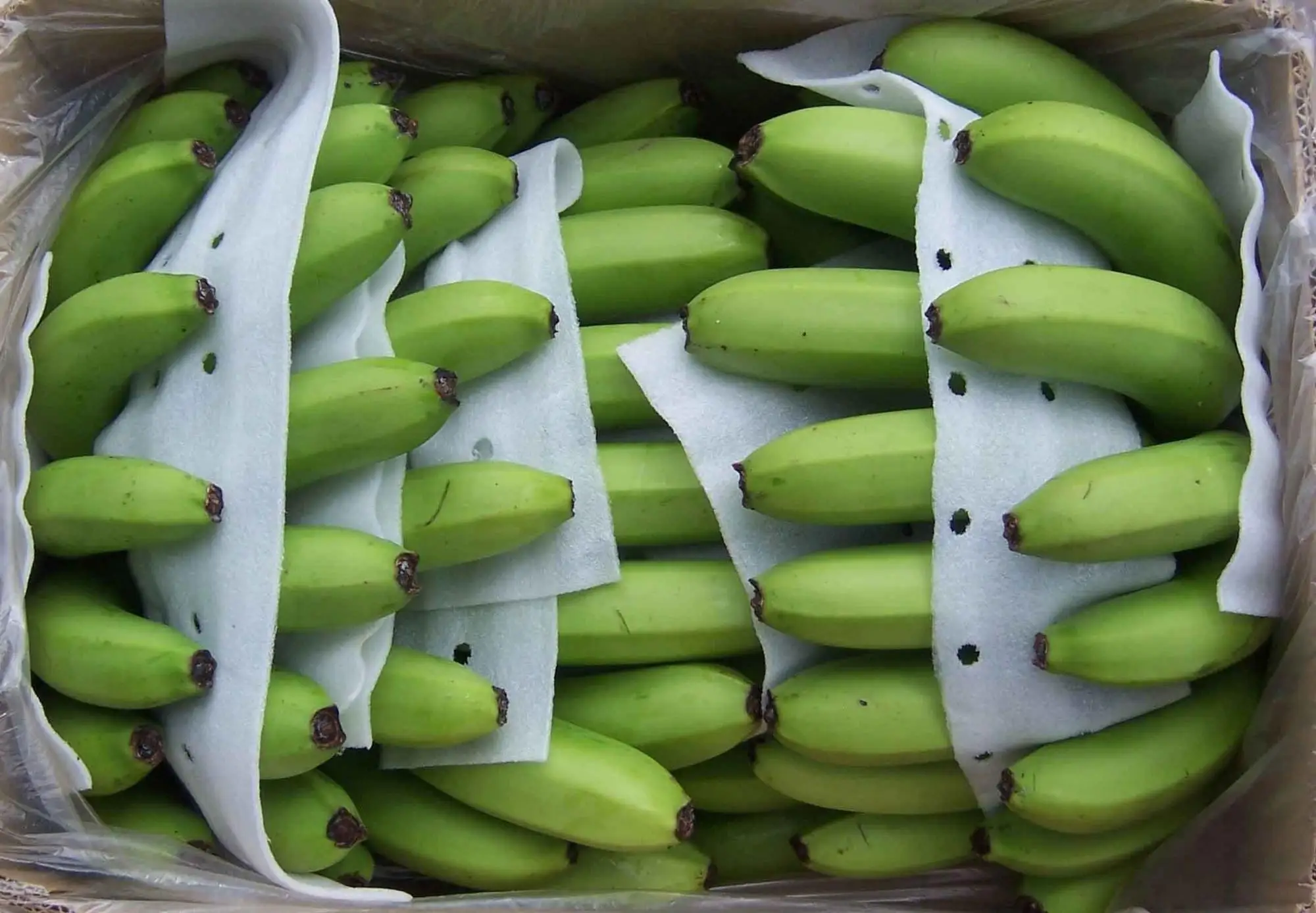 Перевозка бананов