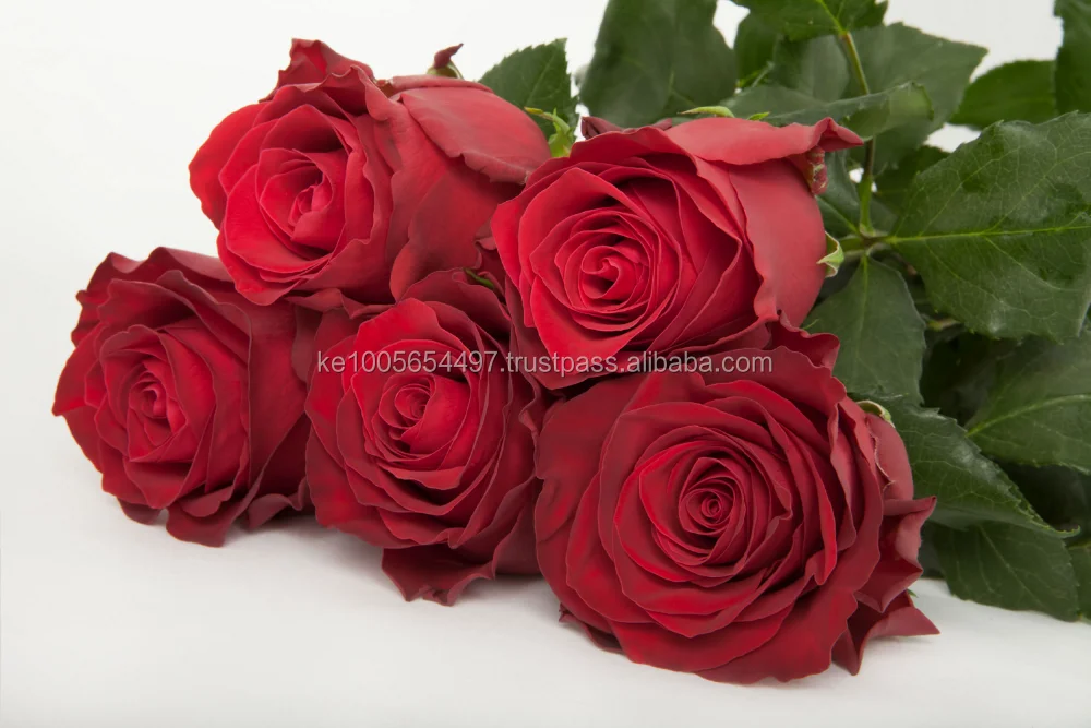 pre-order best selling valentine rose fresh cut flowers from