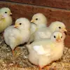 /product-detail/broiler-chicks-62015432273.html