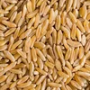 /product-detail/high-quality-wheat-products-whole-nutrition-grain-price-from-india-62008894425.html