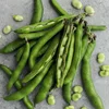 Salted Broad Bean with skin, Fava Beans,Kosher snacks