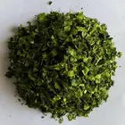 Organic Moringa Dried Leaves whatsapp +91 9585533649