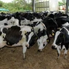 /product-detail/holstein-heifers-friesian-cattle-aberdeen-angus-fattening-beef-62014995720.html