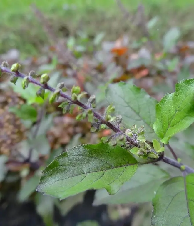 Rama (Ocimum Sanctum).jpg