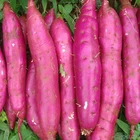 WHOLESALES BEST QUALITY FROZEN SWEET POTATO