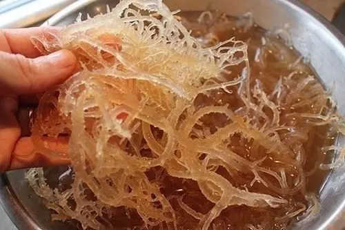 Irish moss for dessert.jpg