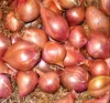 Indian Small Onions/Shallots/Madras Onion!
