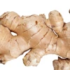 New Arrival Dried Organic Ginger Powder