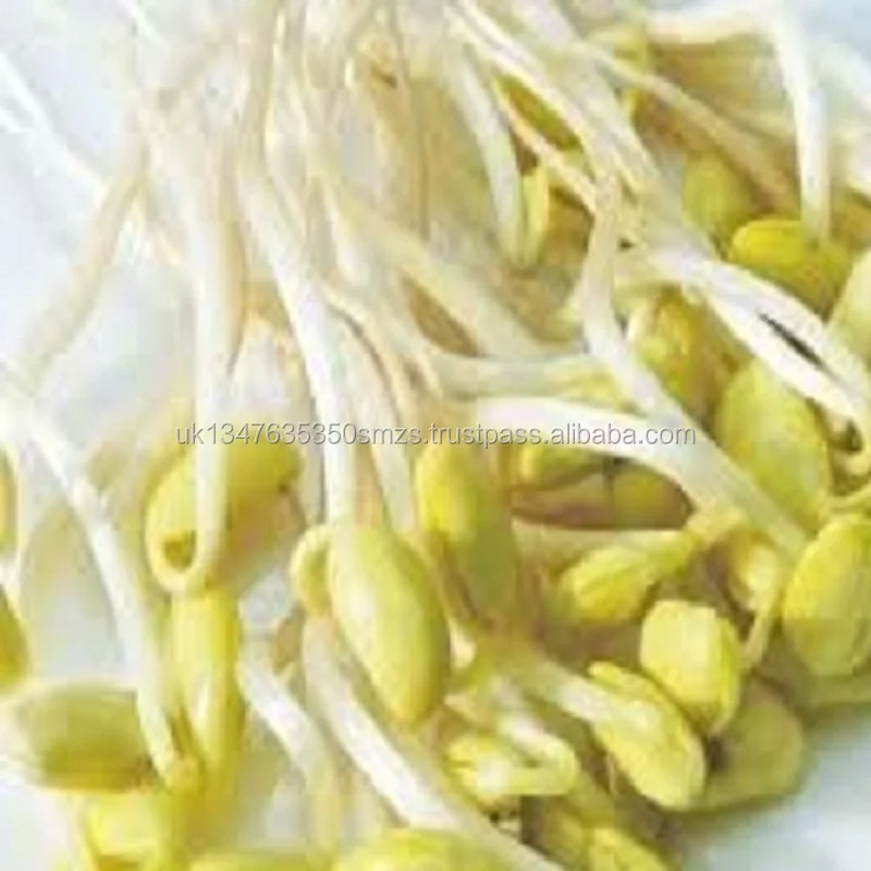 high quality fresh frozen mung bean sprouts