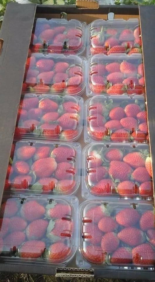 fresh strawberry