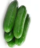 Top Quality Wholesale Fresh Cucumber / Green Fresh Cucumber