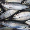 /product-detail/frozen-fresh-atlantic-herring-fish-whole-round-62014215380.html