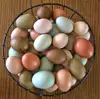 Fresh white chicken eggs Fresh Chicken Hatching EGGS At Good Prices from South Africa