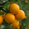 /product-detail/fresh-valencia-oranges-from-south-africa-62015350646.html