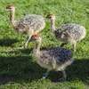 /product-detail/ostrich-chicks-red-and-black-neck-ostrich-for-sale-live-ostrich-birds-62010231877.html