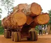 Hardwood Timber logs Iroko, Doussie, Mahogany, Sapeli, Padauk, Tali