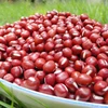 /product-detail/good-quality-red-bamboo-beans-62012285806.html