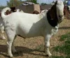Pure Breed Live Boer Goats For Sale/ Full Blood Boer Goats