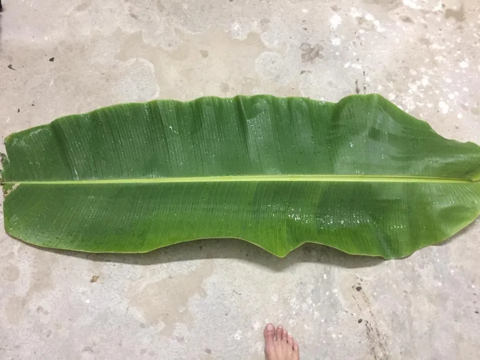 big size cheap fresh banana leaf/ banana leaves