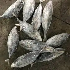 FROZEN YELLOWFIN TUNA.jpg