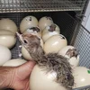 /product-detail/healthy-well-raised-ostrich-chicks-and-eggs-for-sale-62009350806.html