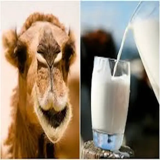 2021 sales full cream camel milk powder,prices for whole milk