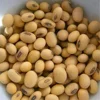 Soyabean Seeds, Soybeans