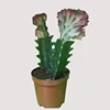 /product-detail/bonsai-natural-indoor-plants-bare-root-grafted-cactus-62013387436.html